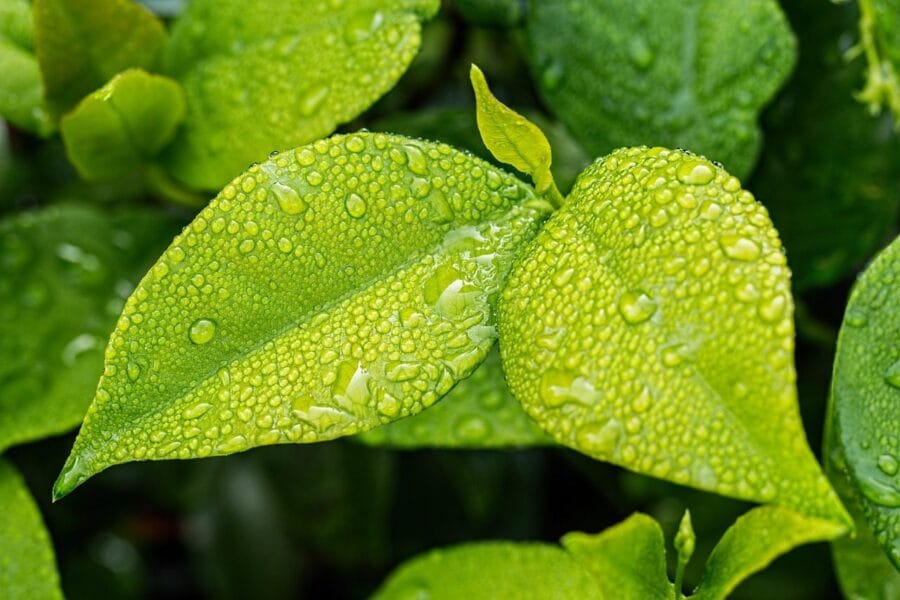Our Chemical-Free Philosophy Matters to Your Business