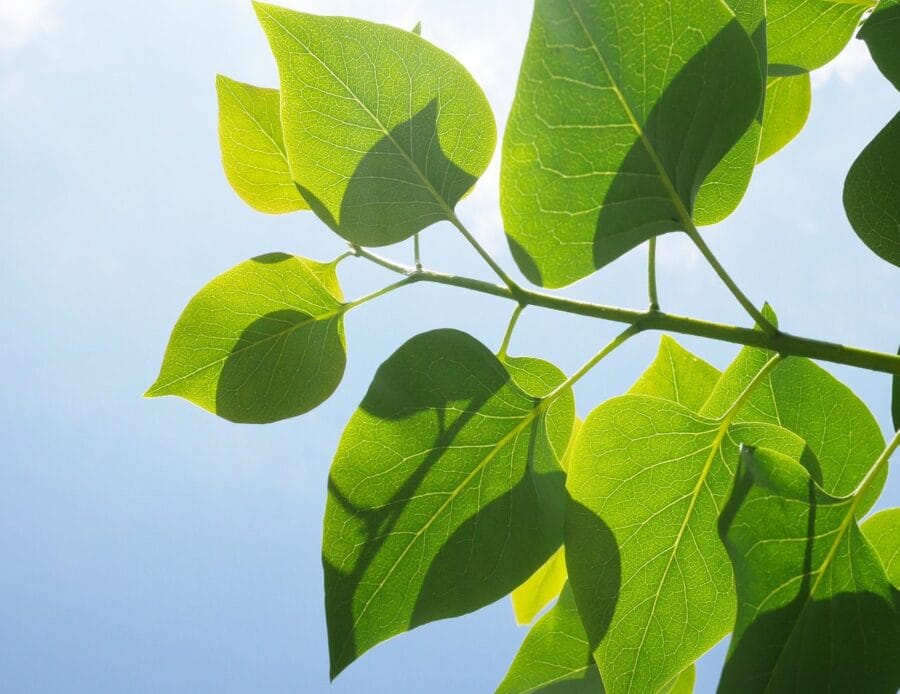5 Ways Green Commercial Cleaning Improves Office Life