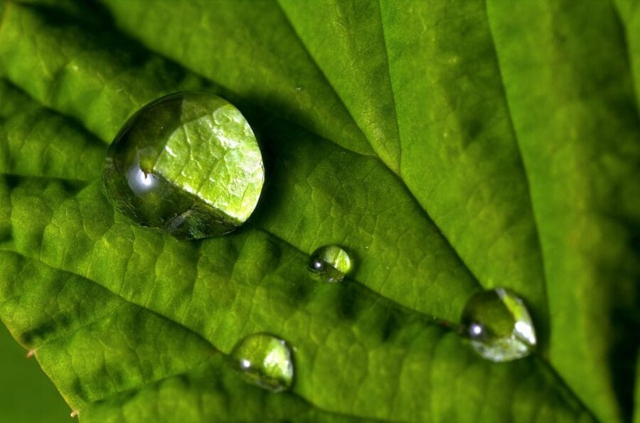 Why Every Office Should Choose to Clean Green